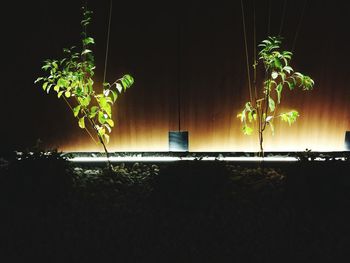 Illuminated trees at night