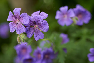 Close-up of purple flowering plant