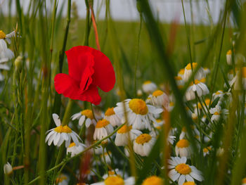 Daisies and poppy blooming on field