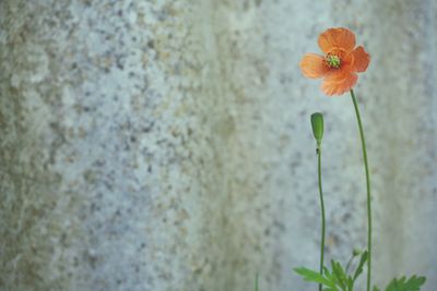 Close-up of flower blooming outdoors