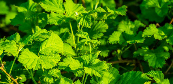 Close-up of fresh green leaves