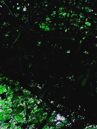 Full frame shot of trees in forest