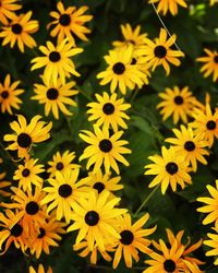 Close-up of flowers