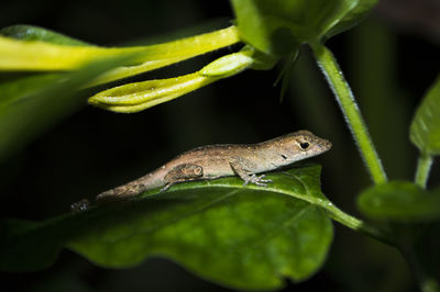 Close-up of lizard on plant