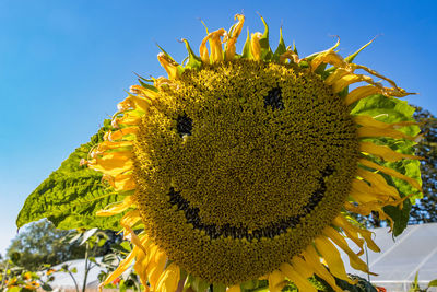 Close-up of sunflower