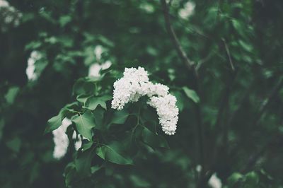 Close-up of white flowers blooming outdoors