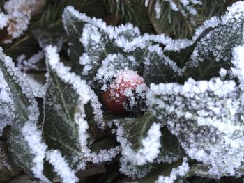 Close-up of snow covered plants