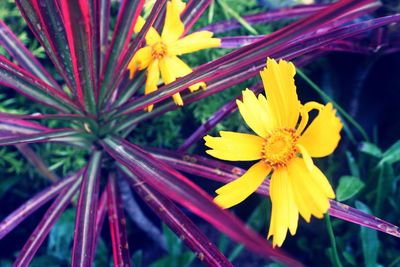 Close-up of insect on yellow flowers