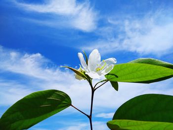 Close-up of white flowering plant against sky