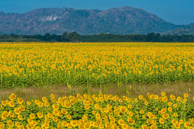 View of yellow flowers growing in field