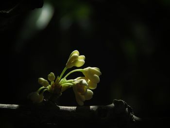 Close-up of flowers blooming outdoors