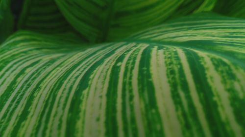 Full frame shot of palm leaves