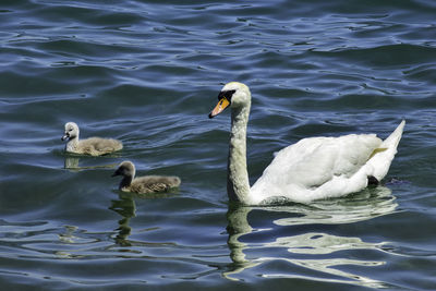 Swans swimming in lake