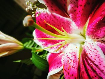Close-up of pink day lily
