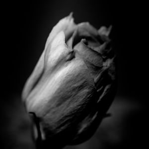 Close-up of flower over black background