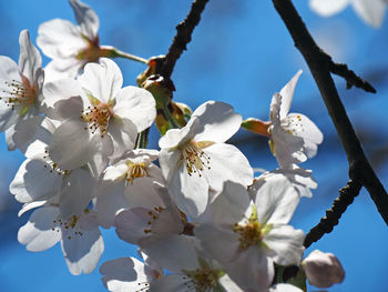 Low angle view of white flowers blooming on tree