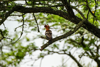 Low angle view of bird perching on tree