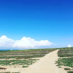 Scenic view of landscape against blue sky