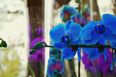 Close-up of purple flowering plants