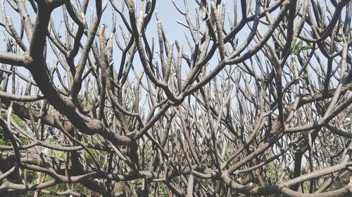 Low angle view of bare trees against sky