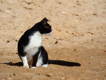 Close-up of cat