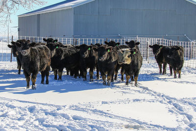 View of horses on snow covered field