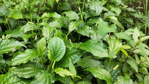 Full frame shot of fresh green plants