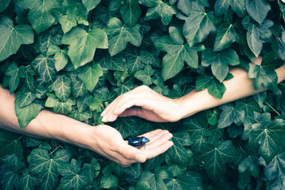 Hands holding insect amidst ivy