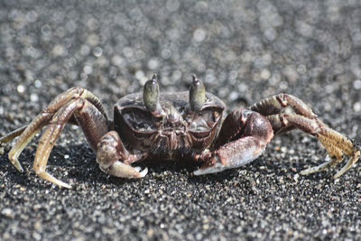 Close-up of crab on beach