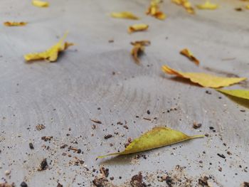 High angle view of leaves on sand