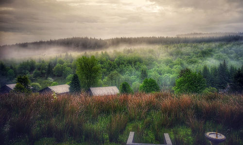 Plants growing on land against sky