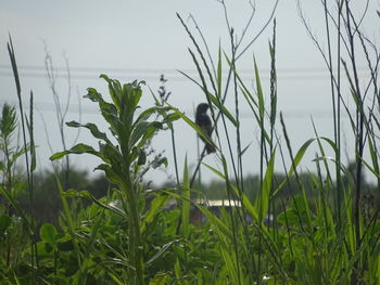 Close-up of plants growing on field against sky