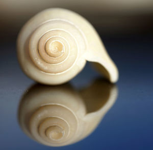 Close-up of snail