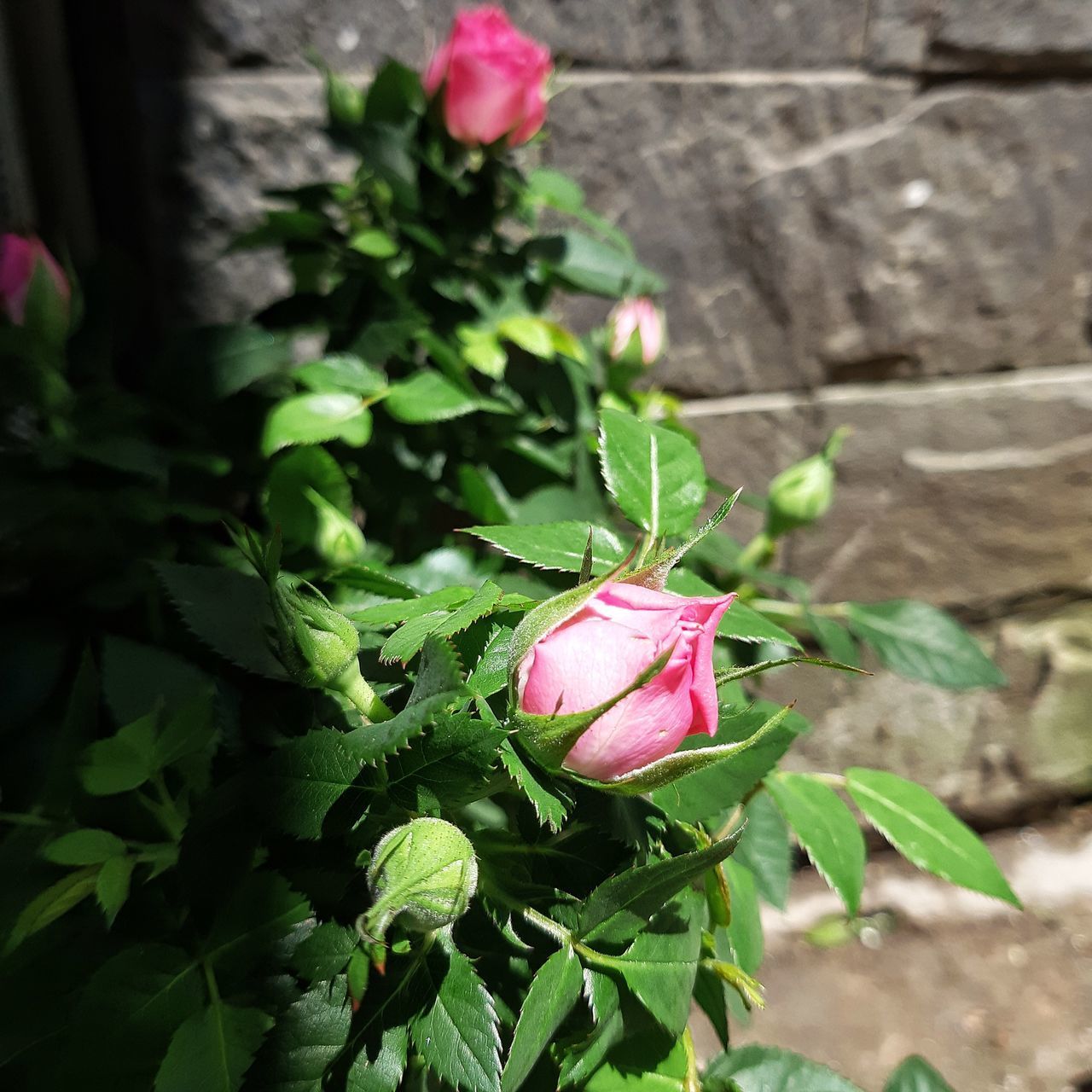 CLOSE-UP OF ROSE BUD