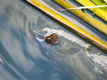 High angle view of ducks in water