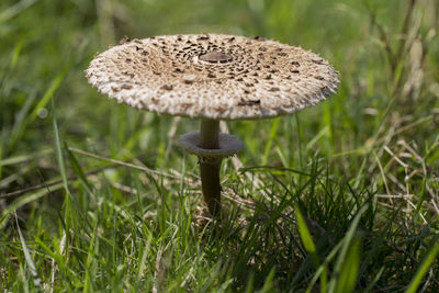 Close-up of mushroom growing on field