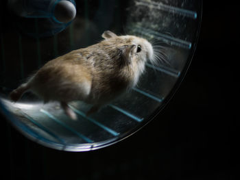 Close-up of hamster running in wheel