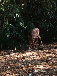 Animal in zoo