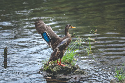 Duck swimming in lake