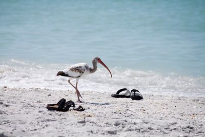 View of birds on beach