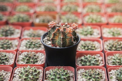 Close-up of potted plant