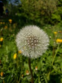 Close-up of dandelion