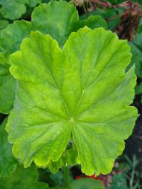 High angle view of fresh green leaves on plant