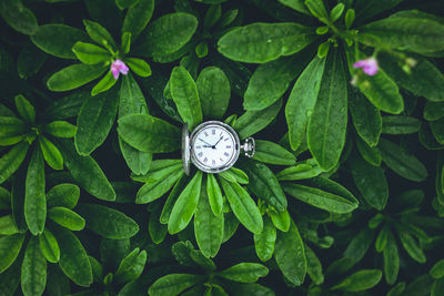 High angle view of clock on plant