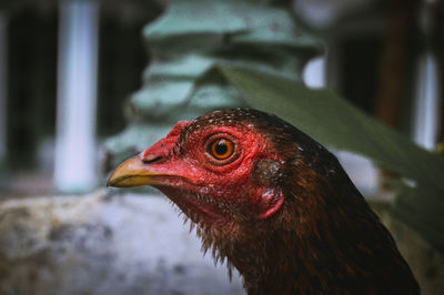 Close-up of a parrot