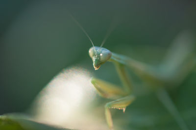 Close-up of insect on leaf