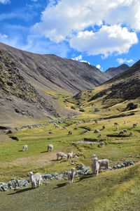Scenic view of landscape against sky