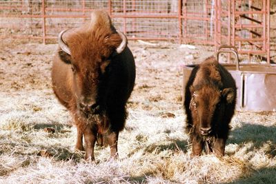 Mama and baby buffalo on field