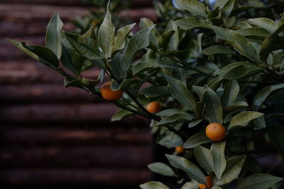 Close-up of berries growing on plant green leaf tree fruit