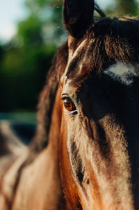 Close-up of horse in ranch